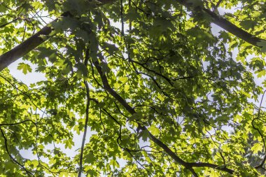 Güneşli bir bahar günü. Gri gövde, dal ve akçaağaç taze yeşil yeşillik. Site hakkında parklar, doğa, mevsim.