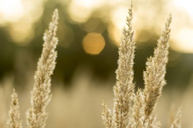 Yakın çekim. Uzun otların bir yaz gününde köy bahçesinde. Doğa, bitkiler, parklar, mevsim hakkında site.