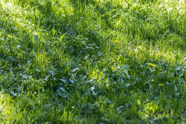 Sunny Spring Day Tree Shadow Fresh Green Grass Background Site — Stock Photo, Image