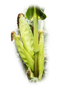 Mısır çift kulak. 