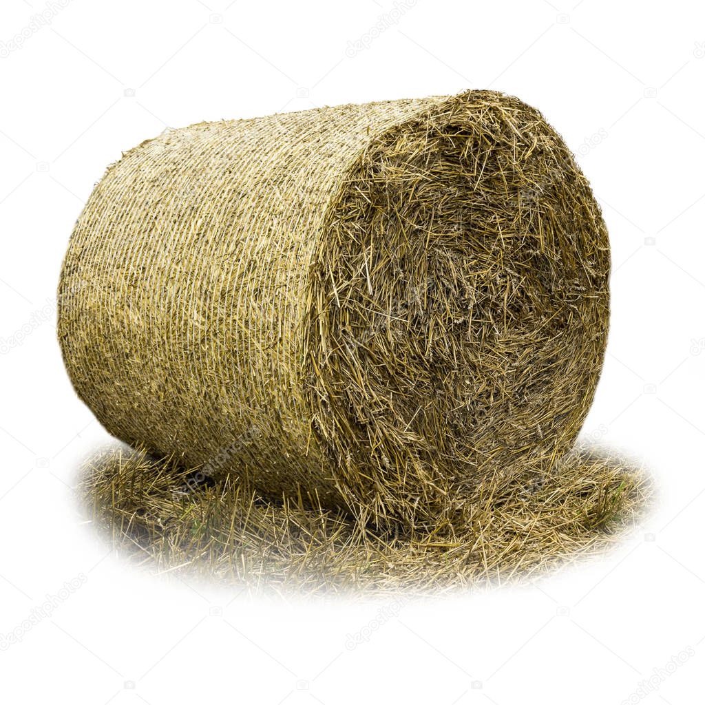 Round bale of straw covered with mesh .Straw is a widely used organic material for bedding livestock on a dairy farm. Isolated photo .