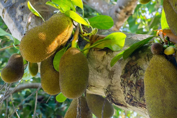 Tropikal yeşil jackfruits ağaç bol