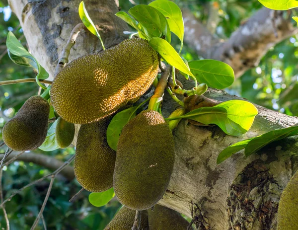 Tropikal yeşil jackfruits ağaç bol