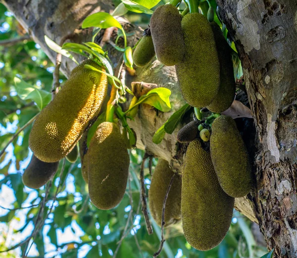 Tropikal yeşil jackfruits ağaç bol
