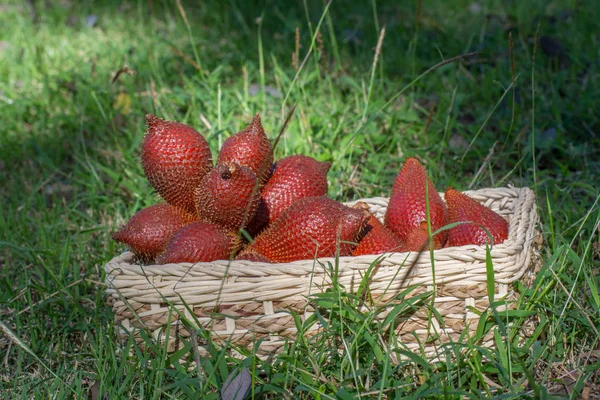 Yılan meyve yeşil çim üzerinde bir hasır sepet