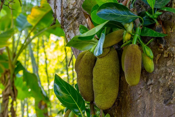 Bahçedeki ağaca tropikal yeşil jackfruits bol