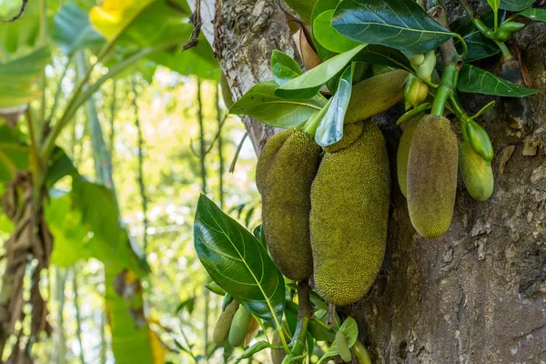 Tropikal yeşil jackfruits ağaç bol