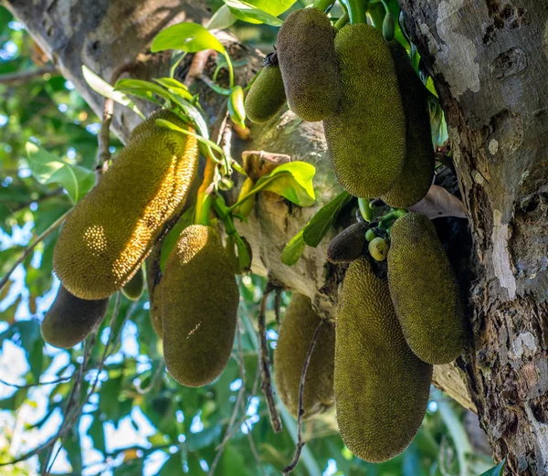 Overvloed van tropische groen jackfruits op de boom Stockfoto