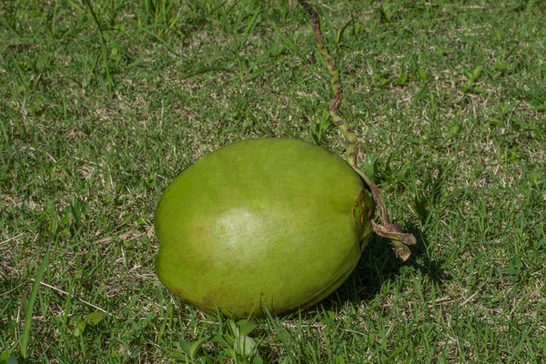 Grüne junge Kokosnuss auf dem grünen Rasen im Garten Stockbild