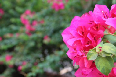 Bahar çiçek renkleri