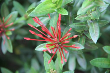 Bahar çiçek renkleri