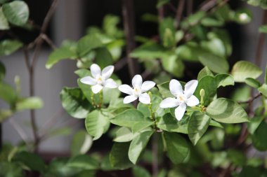 Bahar çiçek renkleri