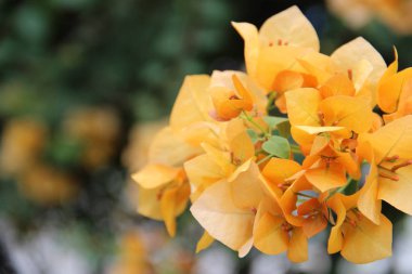 Bahar çiçek renkleri