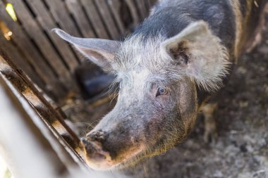 Ev büyük siyah domuz çiftliğinde. Domuz yetiştiriciliği yetiştirme ve aile içi Domuz yetiştiriciliği. Domuz Çiftliği'nde domuz. Domuz portre. Domuz ahırı Gıda için bekliyor. 