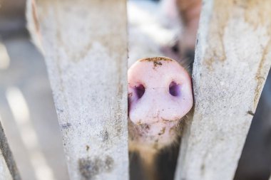 Ahşap çit domuz burnuna. Genç meraklı domuz fotoğraf makinesi kokuyor. Domuz ile komik köy sahne. Tarım afiş. Corral kahverengi ahşap çit. Pembe deri küçük domuzcuk. Şirin çiftlik hayvan portre