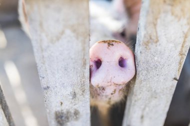 Pig nose in wooden fence. Young curious pig smells photo camera. Funny village scene with pig. Agriculture banner. Brown wood fence of corral. Pink skin of small piglet. Cute farm animal closeup clipart