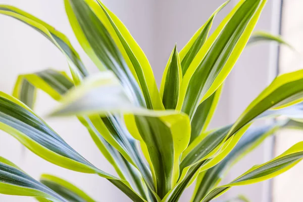 süs Bahçe Bitkileri 