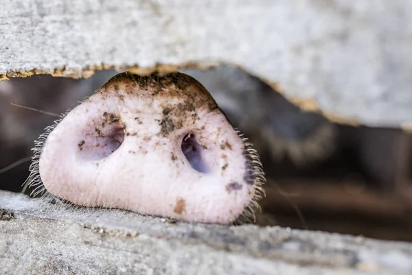 Pig nose in wooden fence. Young curious pig smells photo camera. Funny village scene with pig. Agriculture banner. Brown wood fence of corral. Pink skin of small piglet. Cute farm animal closeup