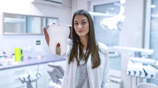 Młoda Dentystka Trzymająca Model Zęba — Zdjęcie stockowe
