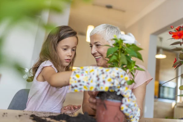 Nonna Felice Con Sua Nipote Prende Cura Piante Domestiche Fiori — Foto Stock