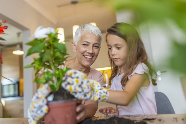 Buona Nonna Con Sua Nipote Piantare Piante Domestiche Chiuso Cura — Foto Stock