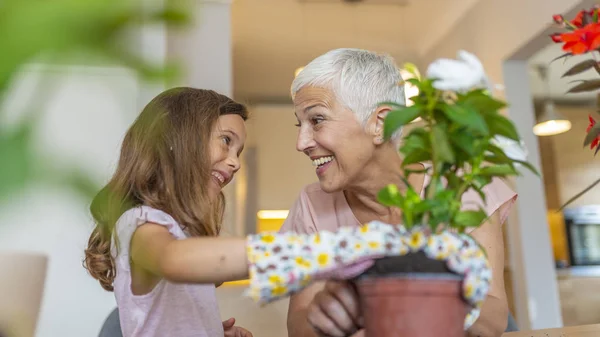 Щаслива Бабуся Онукою Яка Працює Вдома Маленька Дівчинка Вирощує Квіти — стокове фото