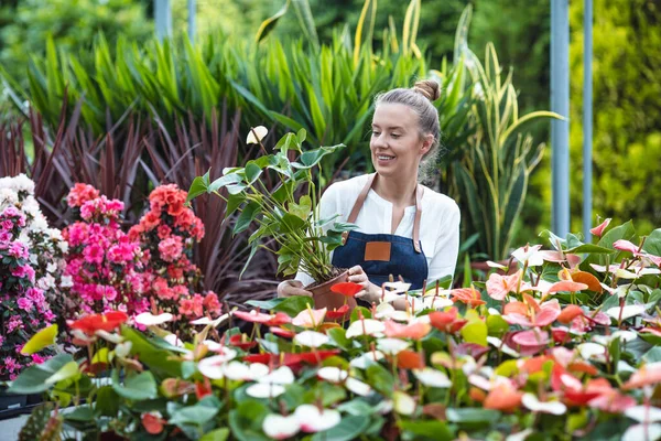 迷人的年轻女子在花园中心与装饰植物一起工作 女性主管检查温室中的植物 美丽的园丁对着苗圃微笑 — 图库照片