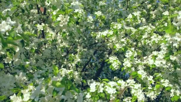 Blommande äppelträd i trädgården. — Stockvideo