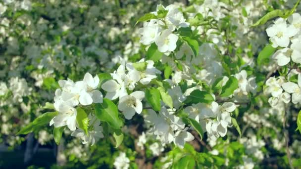 Blooming Apple-trær i hagen . – stockvideo