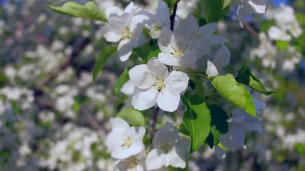 Blommande äppelträd i trädgården. — Stockvideo