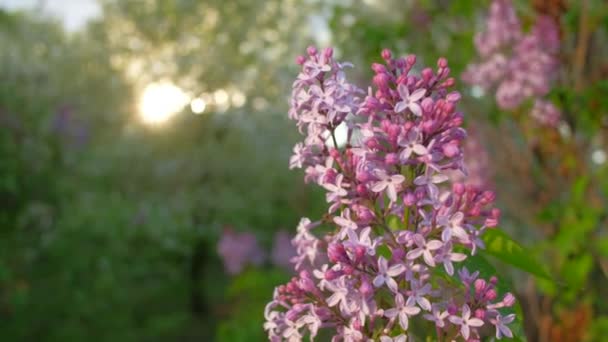 Fleurs de lilas dans le jardin — Video