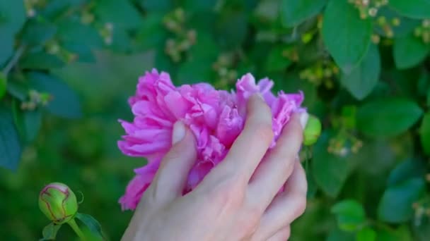 Mão das mulheres toca flor rosa — Vídeo de Stock