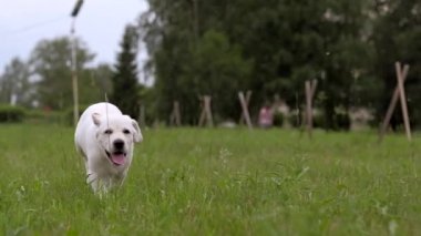 Parkta çalışan beyaz Labrador köpek yavrusu