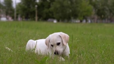 Beyaz küçük köpek yavrusu Labrador park üzerinde yürüyor.