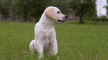 Beyaz yavru Labrador. Portre.