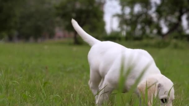 Cachorrito blanco Labrador pasea por el parque . — Vídeo de stock