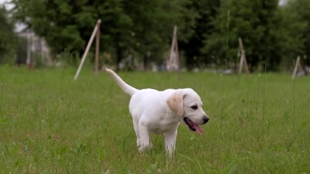 Λευκό μικρό κουτάβι Λαμπραντόρ περίπατος στο πάρκο. — Αρχείο Βίντεο
