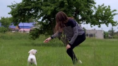 Beyaz küçük köpek yavrusu Labrador park üzerinde yürüyor.