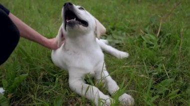 Beyaz küçük köpek yavrusu Labrador park üzerinde yürüyor.