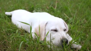 Yakın çekim - kapalı gözlerle sevimli beyaz köpek kesiminden sonra dinlenme Park, yeşil çim üzerinde yatıyor. Slowmotion.