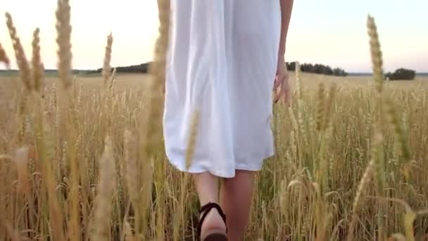Hermosa mujer va al campo de trigo dorado maduro — Vídeo de stock