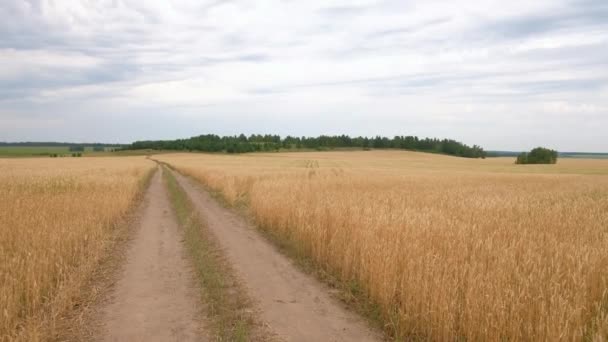 Campo de trigo maduro, nubes blancas . — Vídeos de Stock