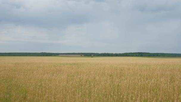 Rijpe tarweveld, witte wolken. — Stockvideo