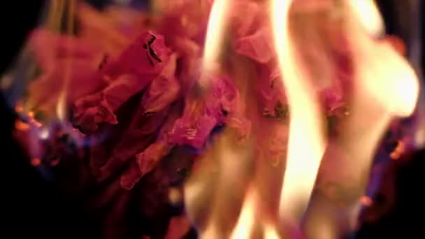 Getrocknete Blume brennt auf schwarzem Hintergrund — Stockvideo