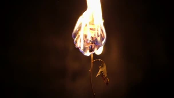 Dried flower burns on a black background — Stock Video