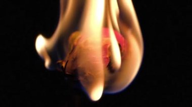 çiçek yanık siyah bir zemin üzerine kurutulmuş