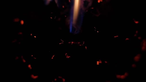 Sušený květ popáleniny na černém pozadí — Stock video