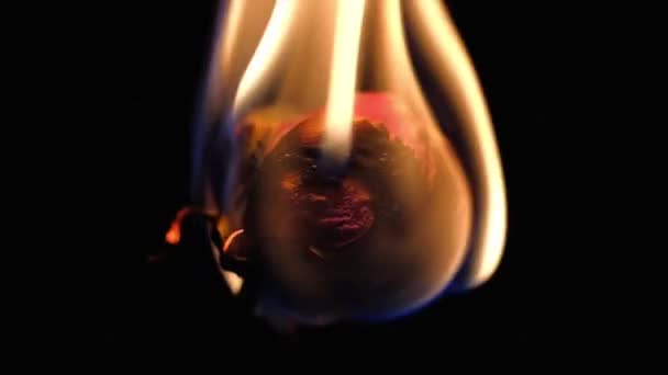 Dried flower burns on a black background — Stock Video