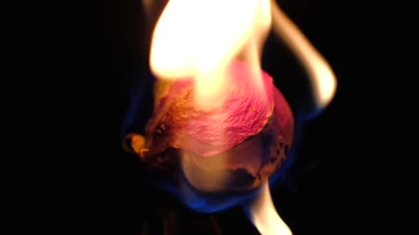 Dried flower burns on a black background — Stock Video