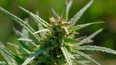 up - tıbbi esrar alanında slowmotion, tarım kavramı büyüyen çiçek açan kapatın